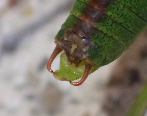 Leptophyes punctatissima